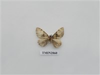 藏品(尺蛾586)的圖片